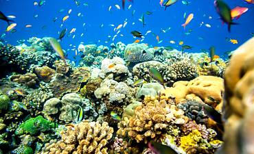 SNORKELING IN AFRICA