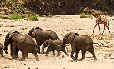 3 & 4 DAYS - NYERERE (SELOUS) ADVENTURE & EXPLORER SAFARI