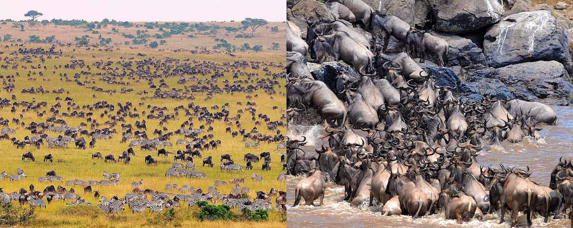 Expert Guide On Masai Mara In South-Western Kenya - AfricanMecca Safaris