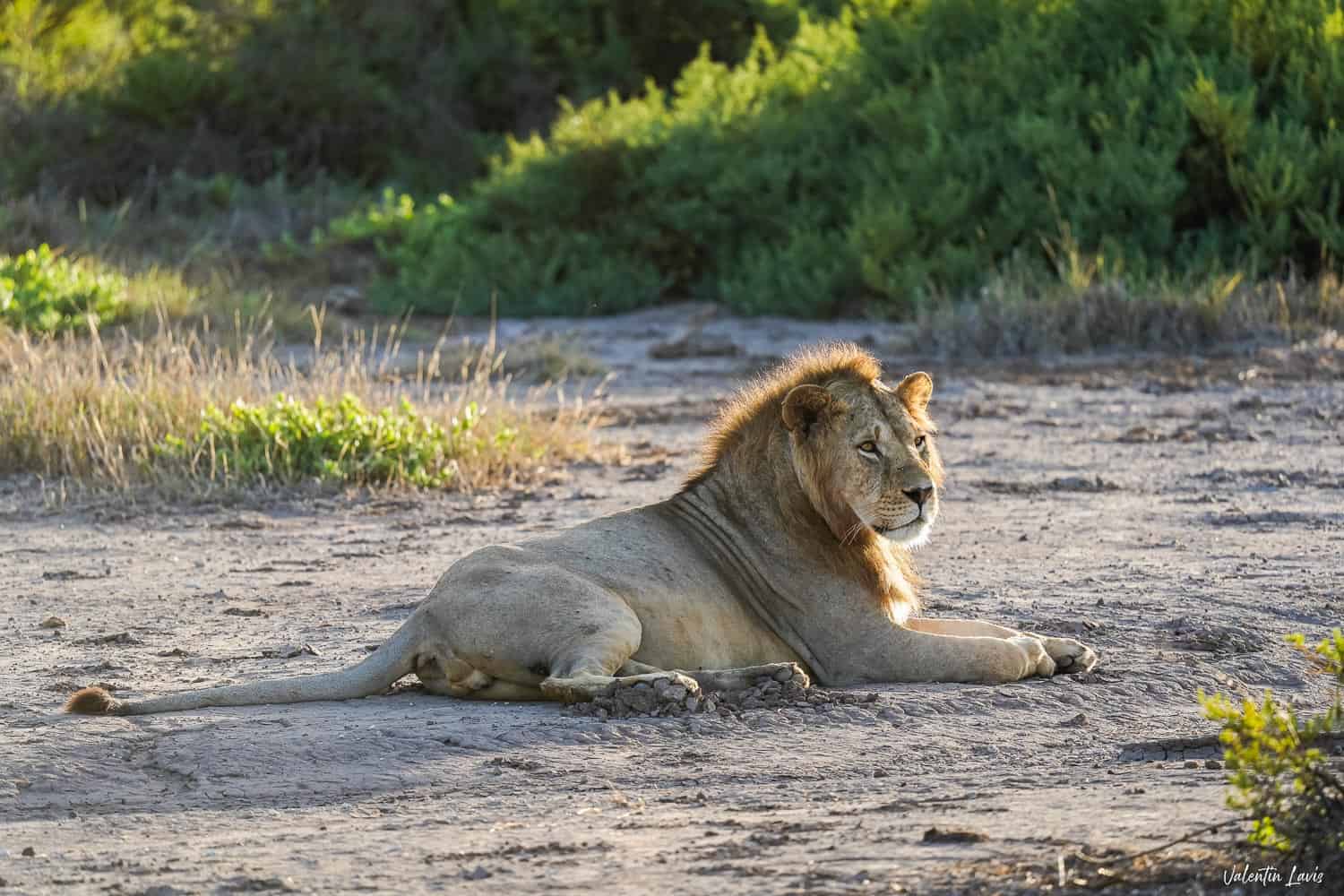 Amboseli lion
