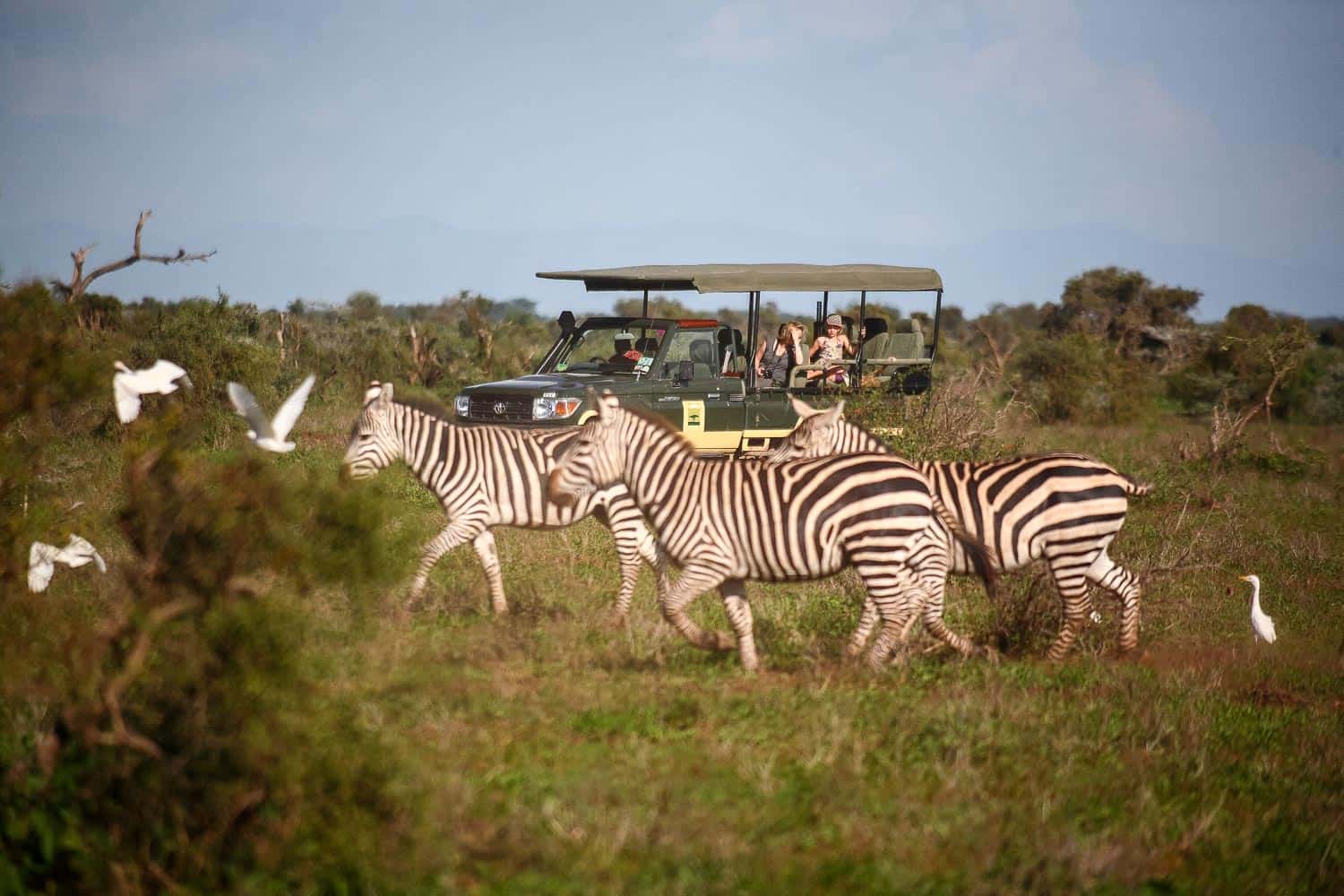 Amboseli zebras