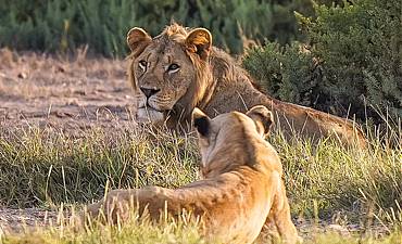 BEST TIME TO VISIT AMBOSELI 