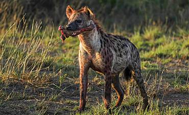 PREMIER TIER 1 - KILIMANJARO ELEPHANTS OF AMBOSELI & CATS OF MASAI MARA SAFARI