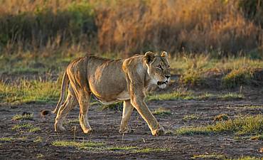 PREMIER TIER 1 - ELEWANA HIGHLIGHTS OF KENYA SAFARI (10 DAYS)