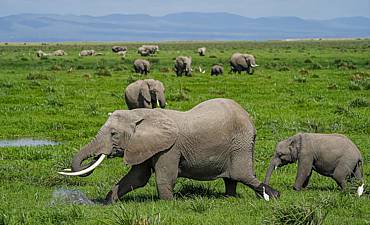 PREMIER TIER 1 - ELEWANA KENYA FLYING SAFARI (11 DAYS)