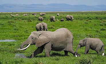 PREMIER TIER 1 - ELEWANA HIGHLIGHTS OF KENYA SAFARI (10 DAYS)