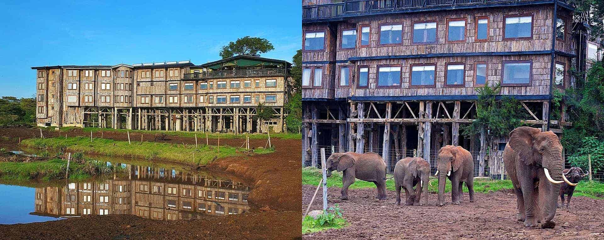 treetops safari park kenya