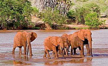 SAFARI & TOUR IN TSAVO EAST