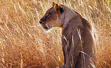 SAFARI & TOUR IN TSAVO WEST PARK