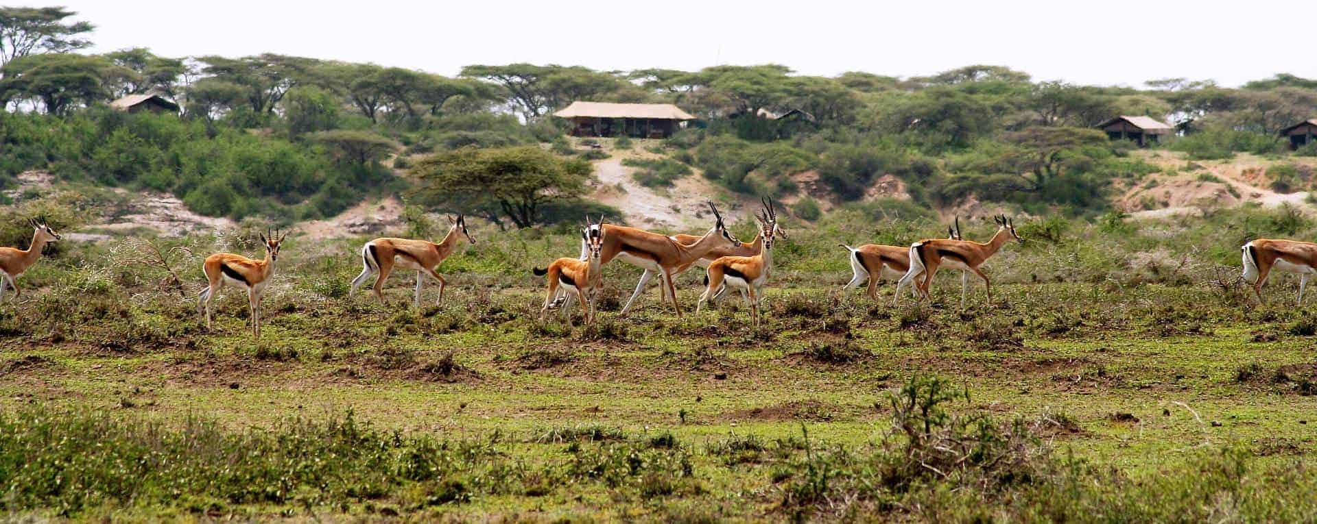 Ubuntu Migration Camp (Asilia Africa), Serengeti Tanzania - AfricanMecca  Safaris & Tours