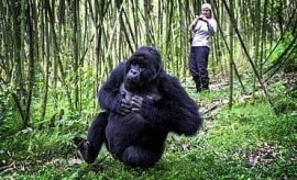 RWANDA GORILLA TREK SAFARIS