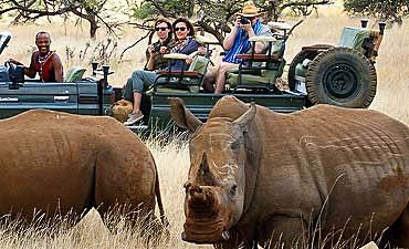 WILDLIFE SAFARIS IN KENYA