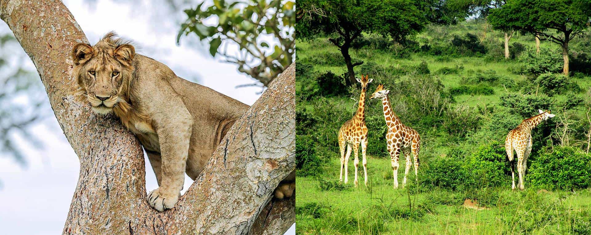 Wildlife Safari Trip Planning Guide For Uganda