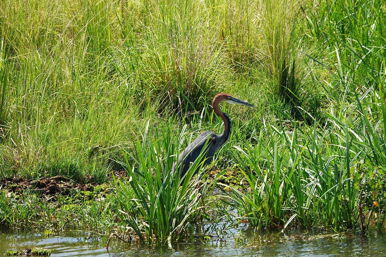 Birdwatching Around Jinja - Nile River