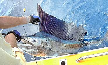 DEEP SEA FISHING IN TANZANIA